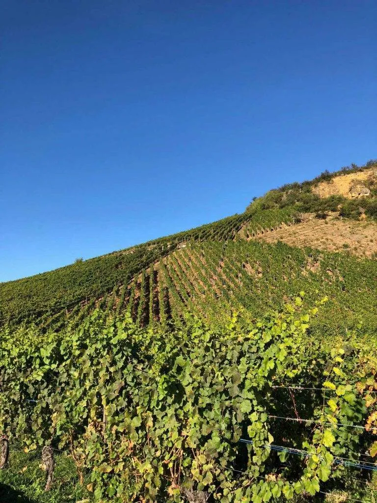 alsace-vineyards