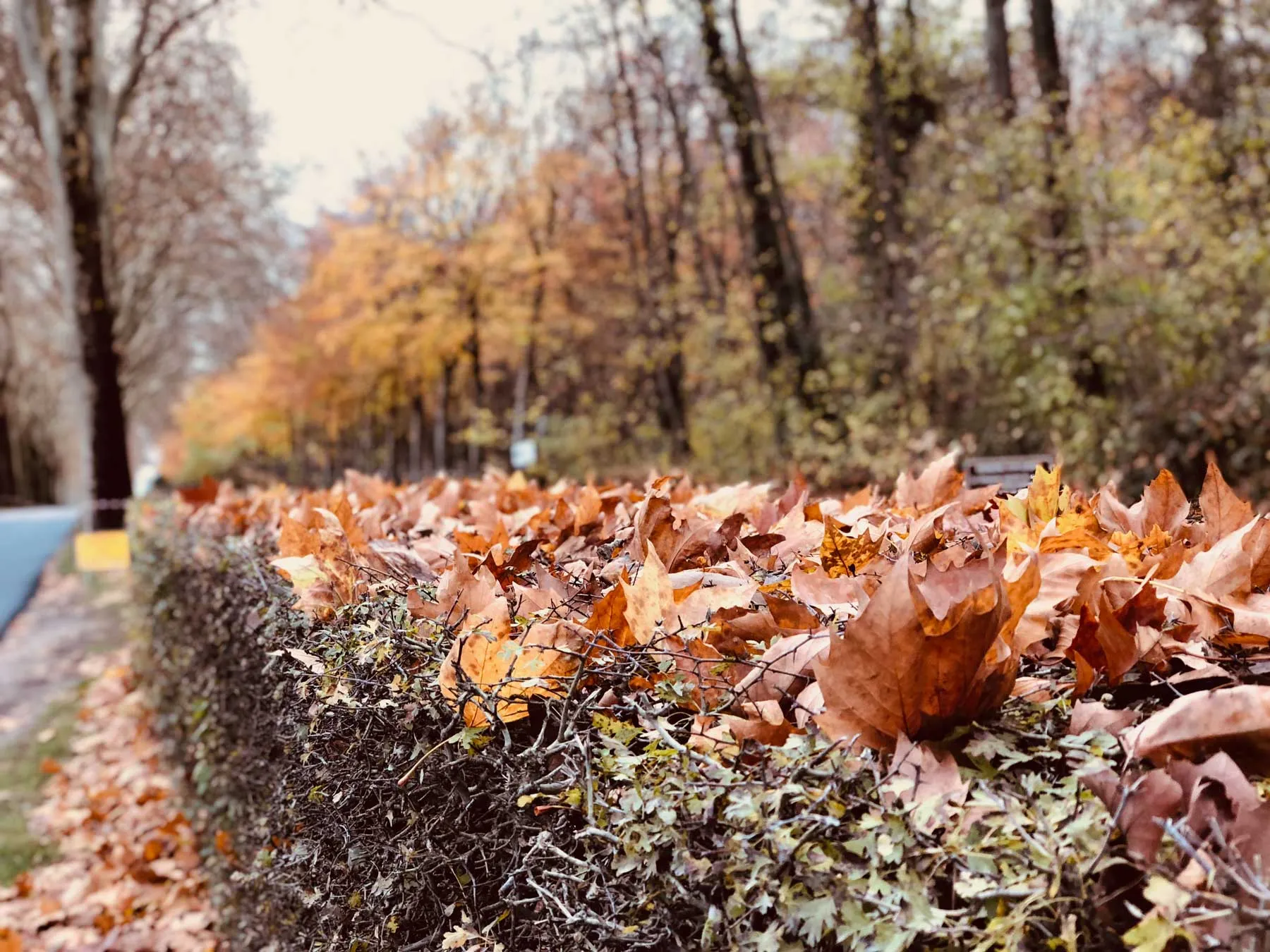 autumn-path-french-countryside