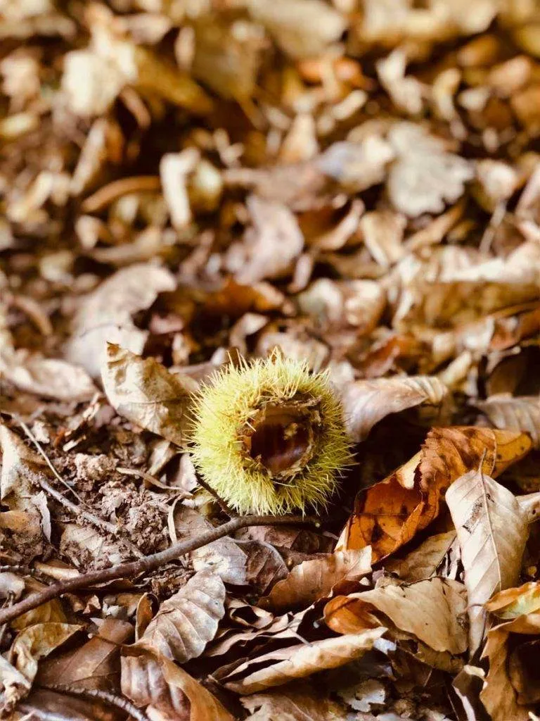 chestnut-forest