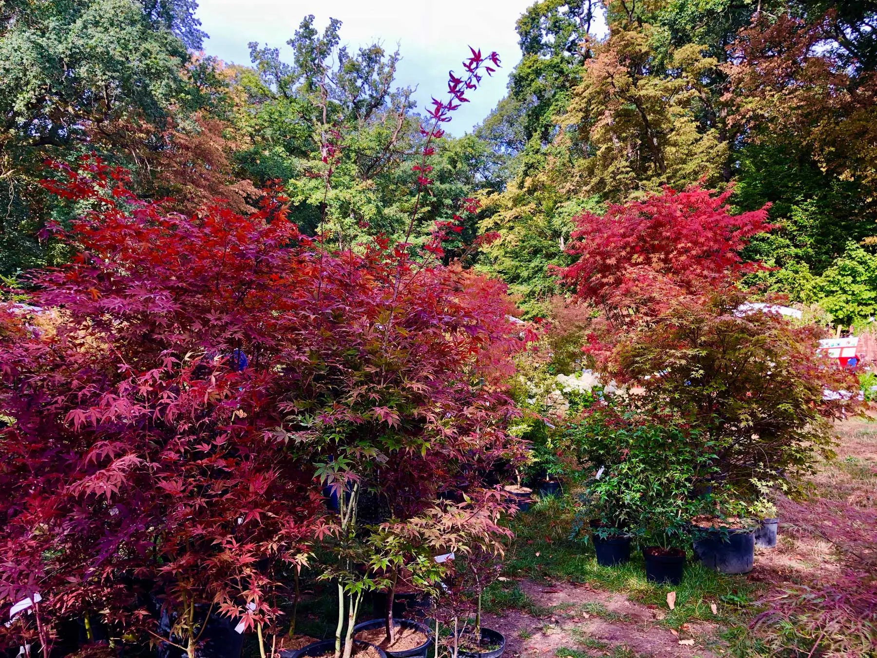fête des plantes de saint jean de beauregard automne érables