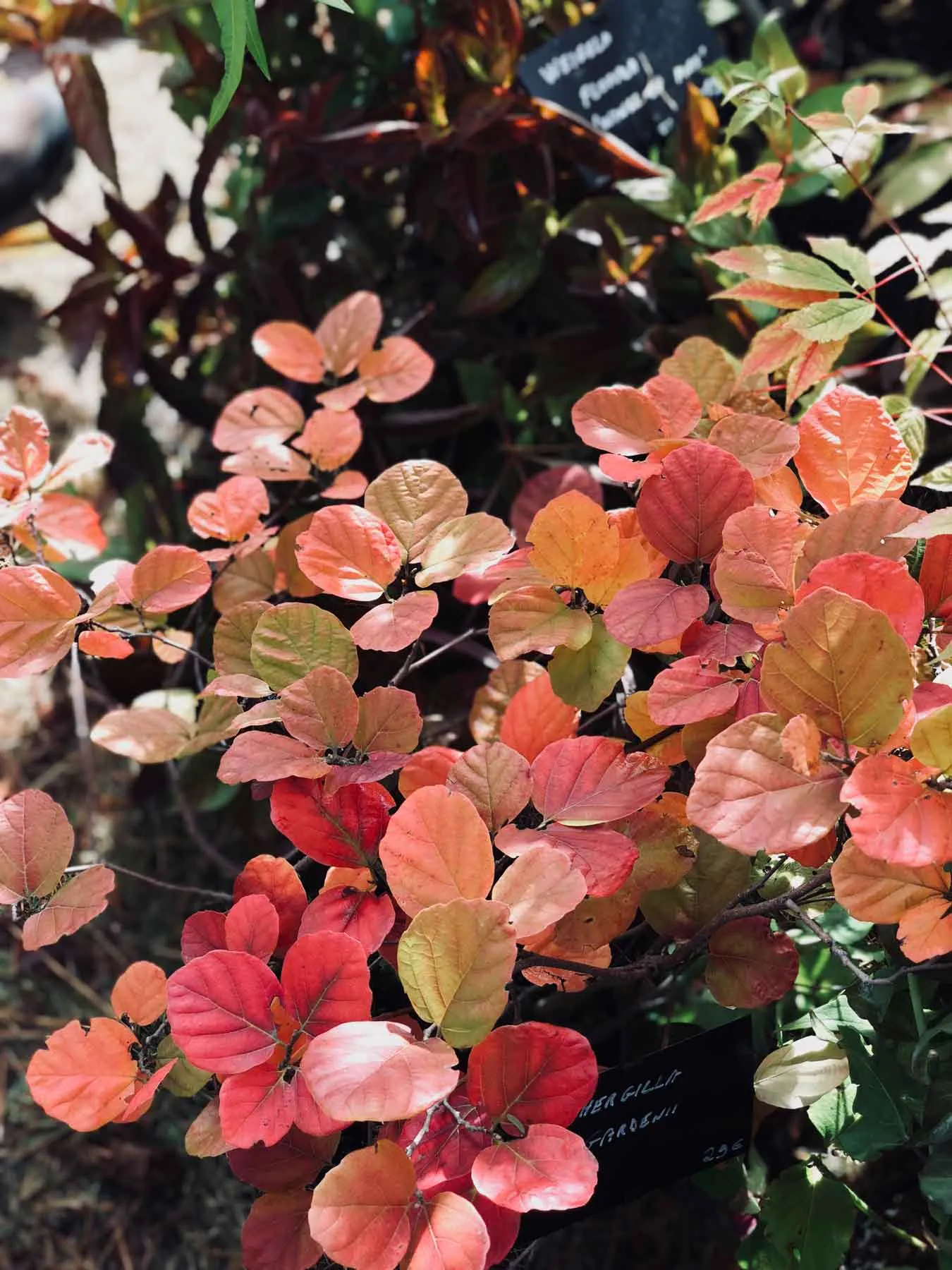 saint-jean-de-beauregard-fete-plantes-automne