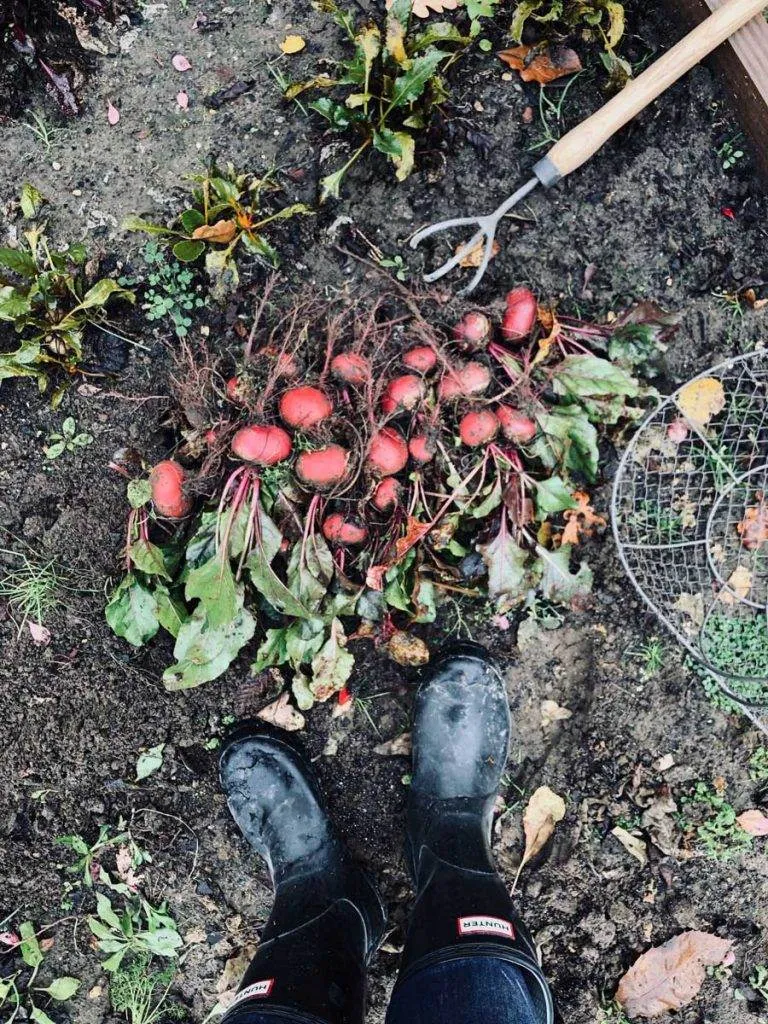 garden-beets