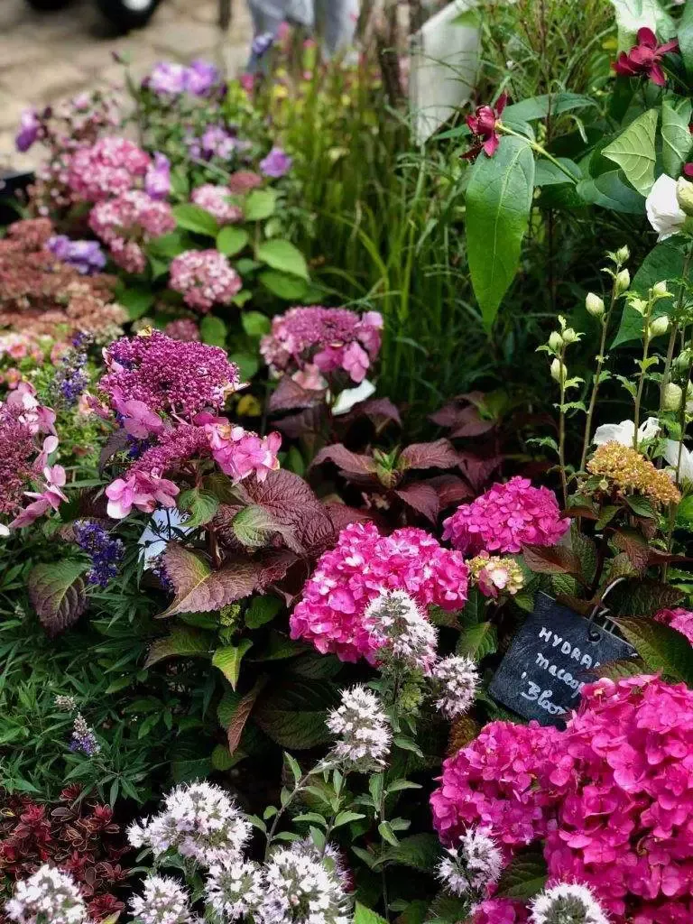 hydrangeas-hortensias