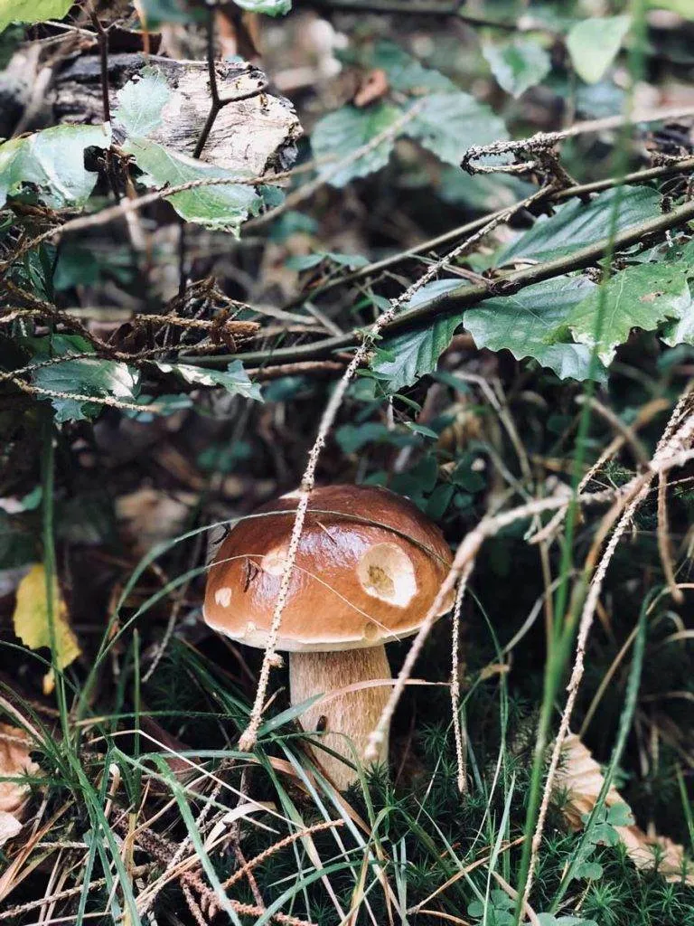 mushroom-forest