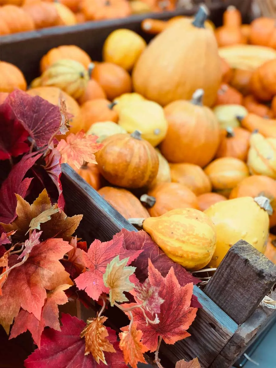 pumpkin-shop