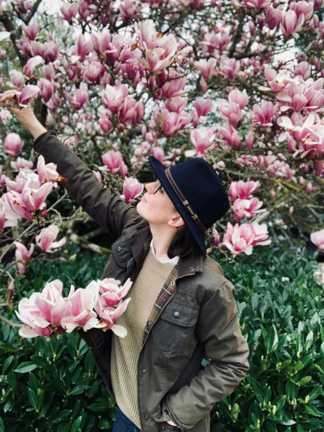 magnolia tree