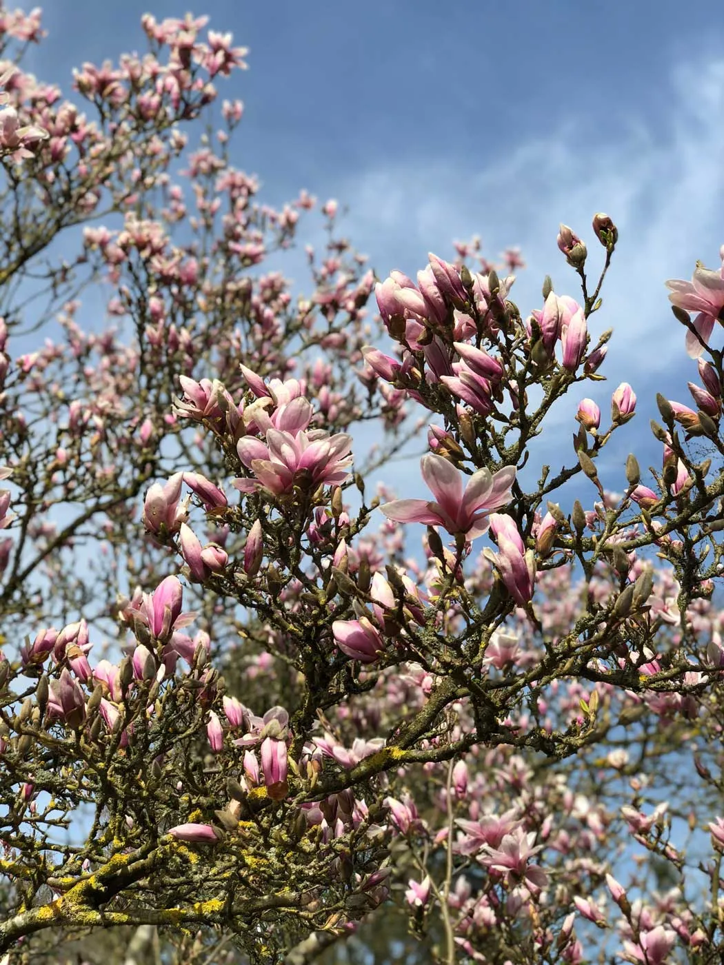 magnolia tree