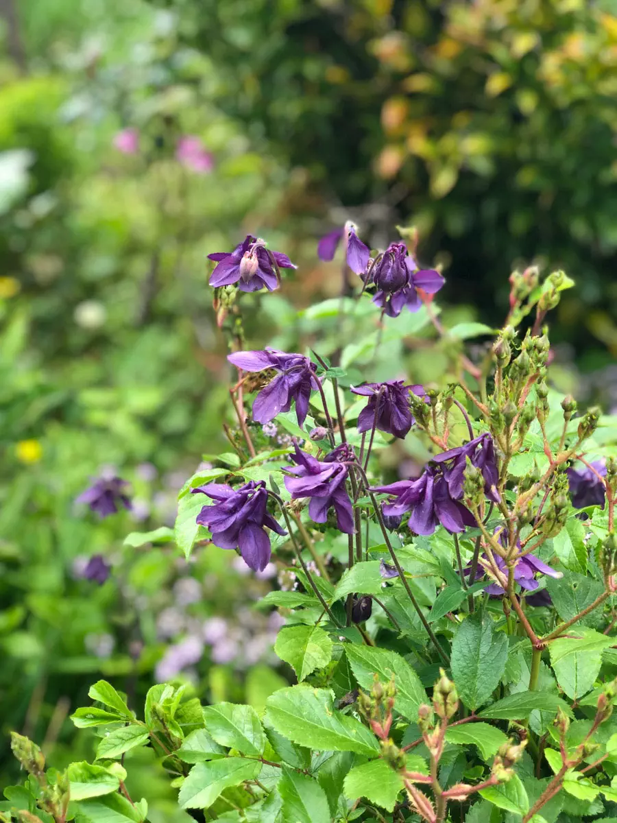 garden-purple-flowers