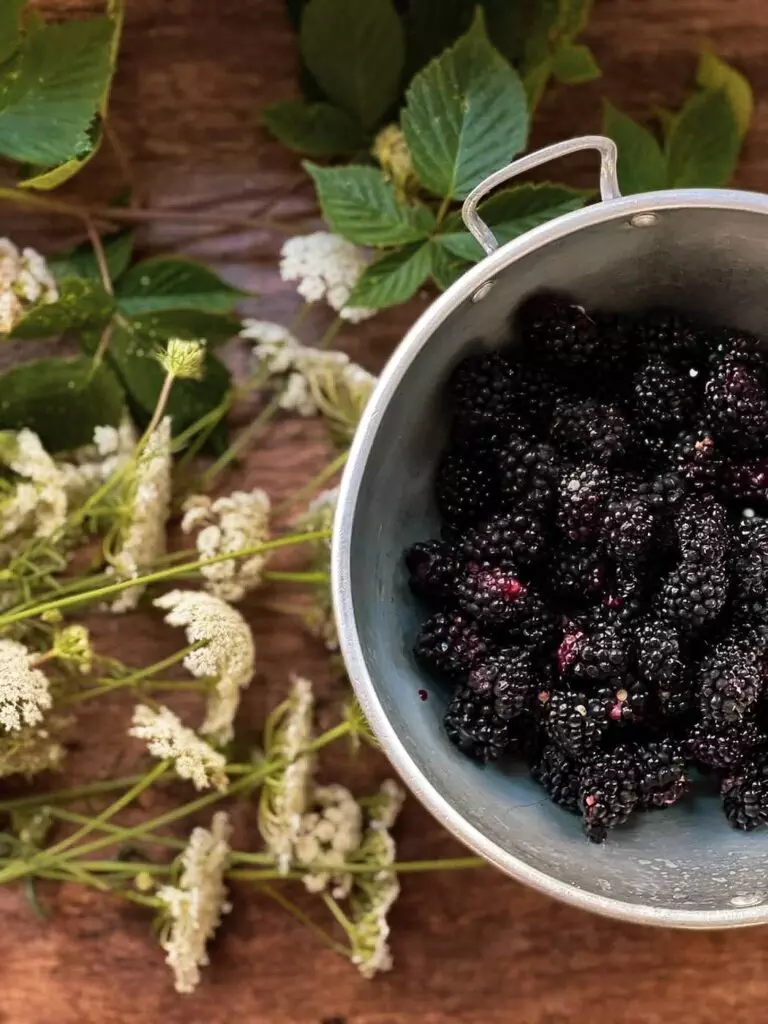 blackberries-garden-mûres-jardin-7
