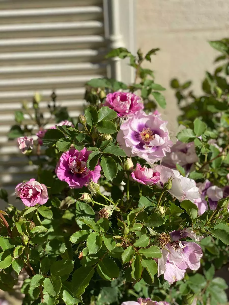 rose-jardin-garden-bouquet-violet