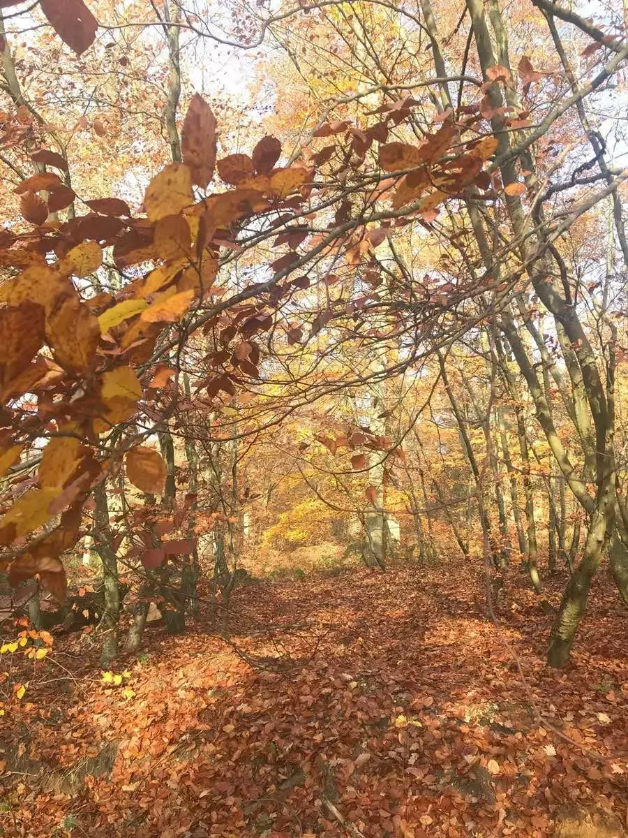 automne-campagne-francaise-chemin