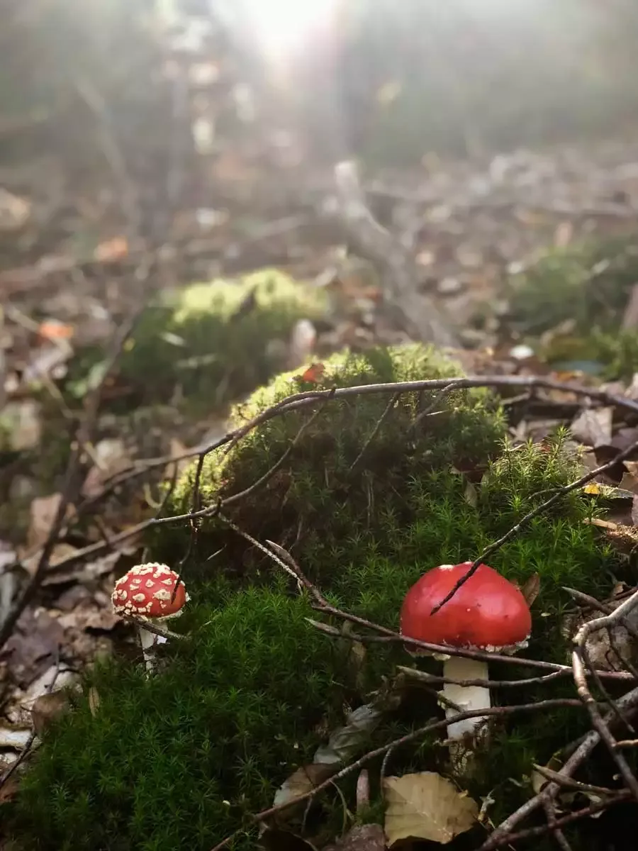 automne-champignons-conte