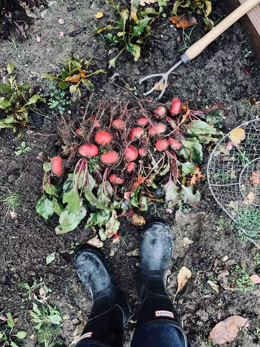 potager-betteraves-automne
