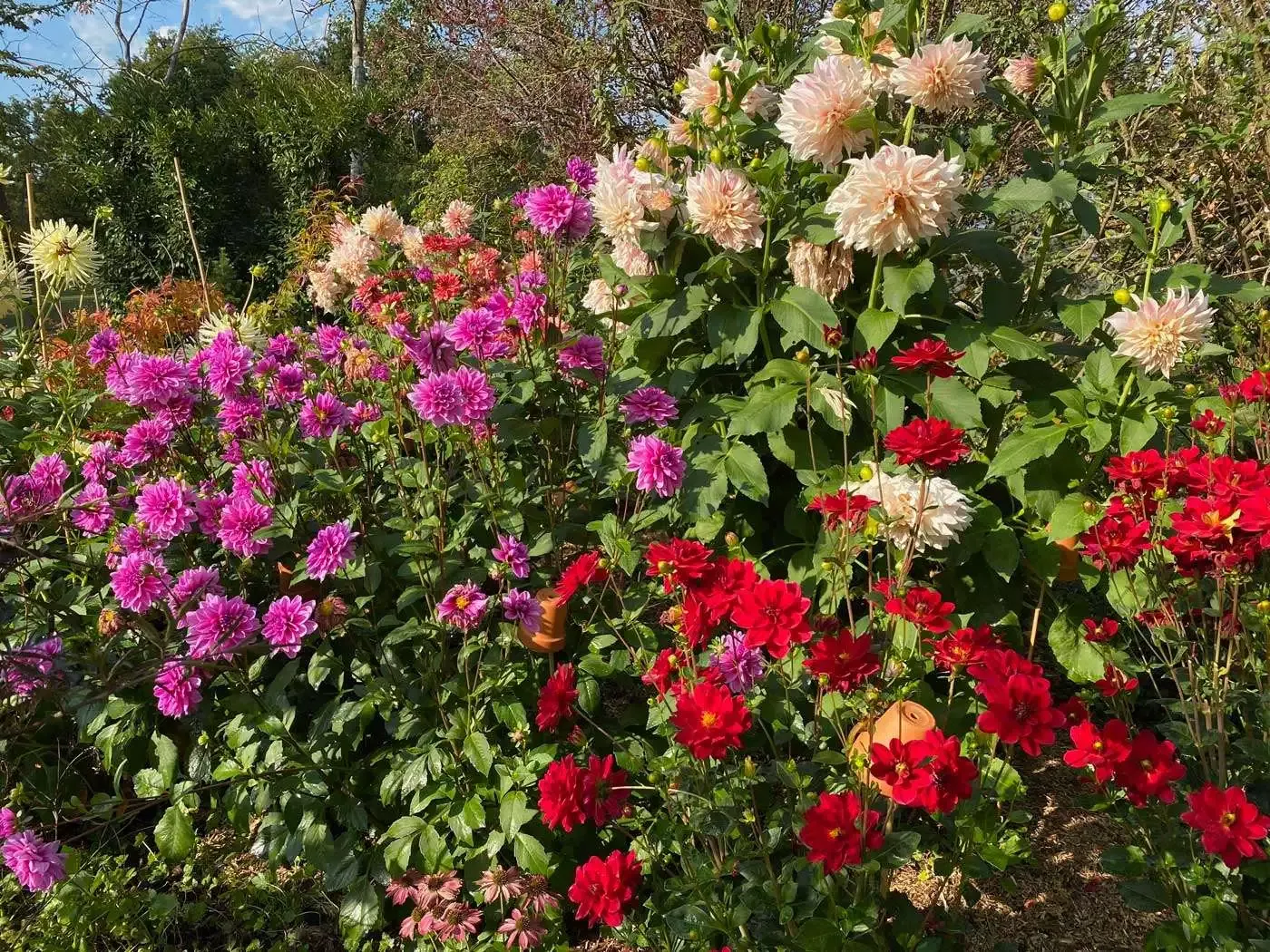 growing-dahlias-garden-jardin