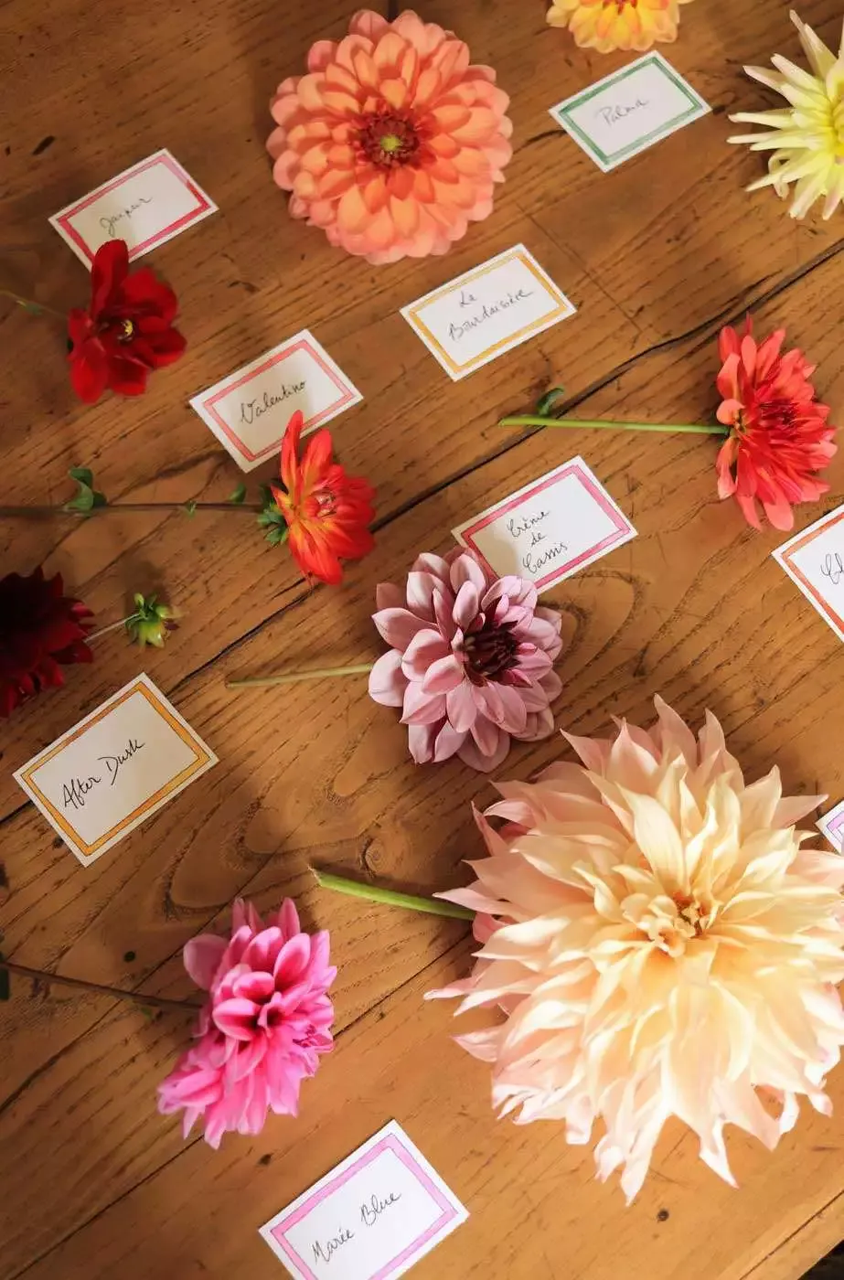 tuto-bouquet-dahlias-varietes-5