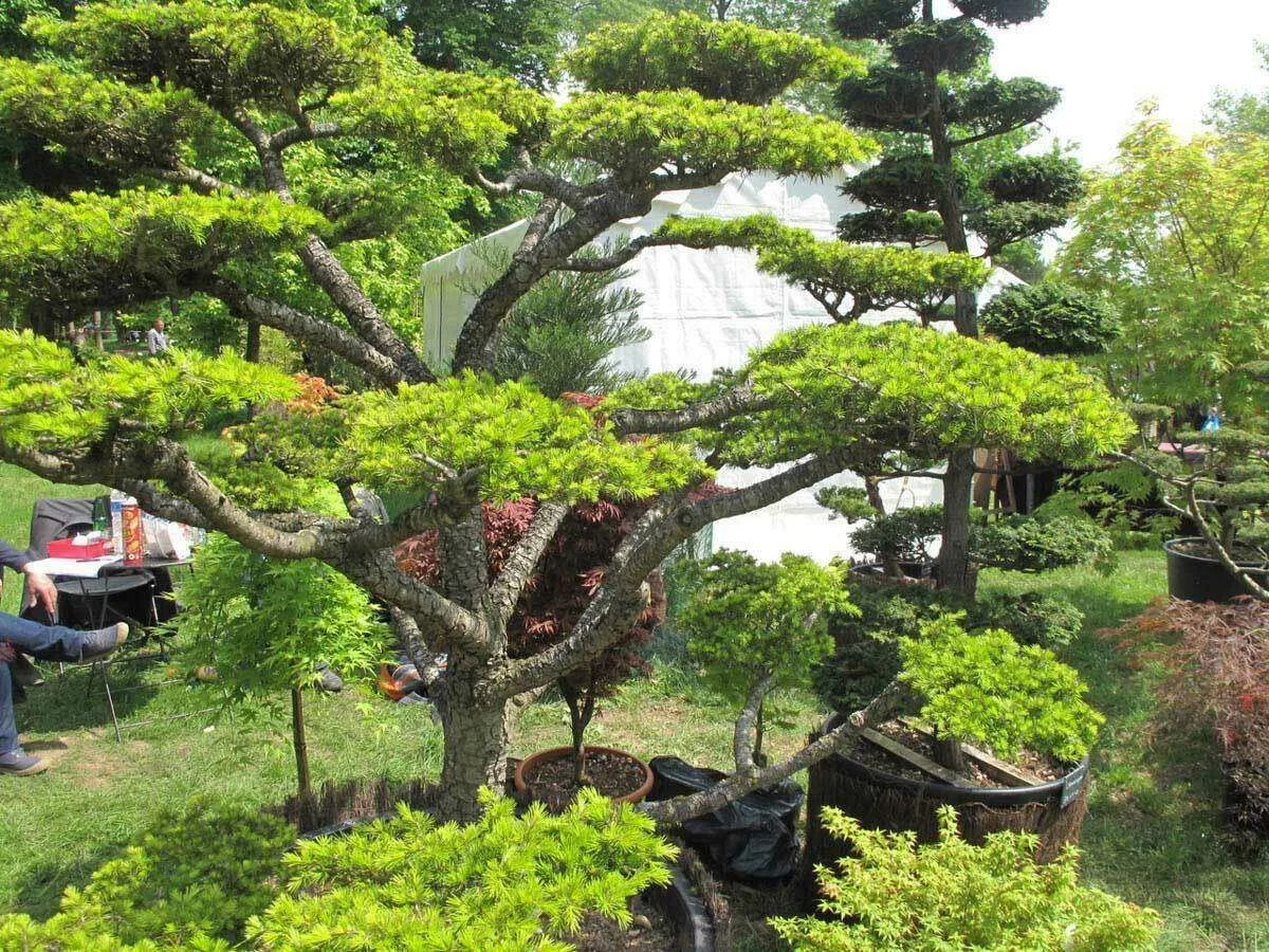 fête des plantes au domaine de courson