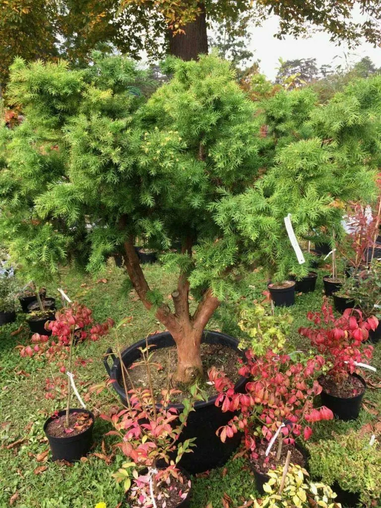 fête des plantes au domaine de courson