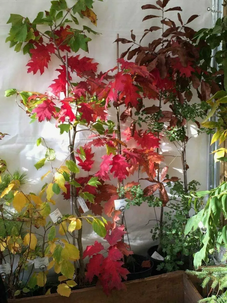 fête des plantes au domaine de courson