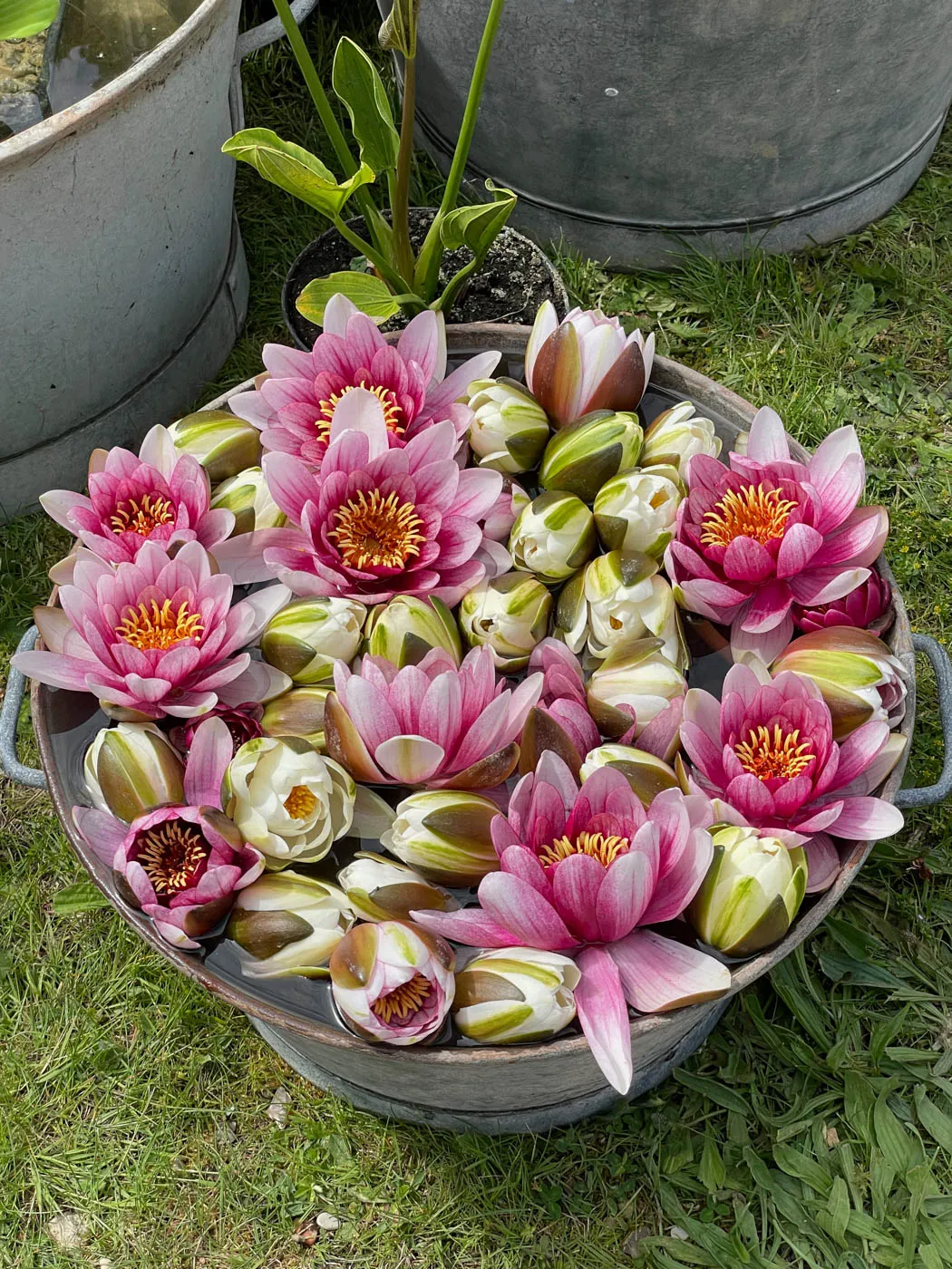 fete des plantes saint jean de beauregard printemps 2021 nénuphars