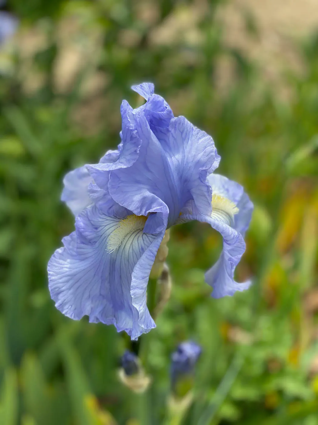 fete des plantes saint jean de beauregard printemps 2021 iris