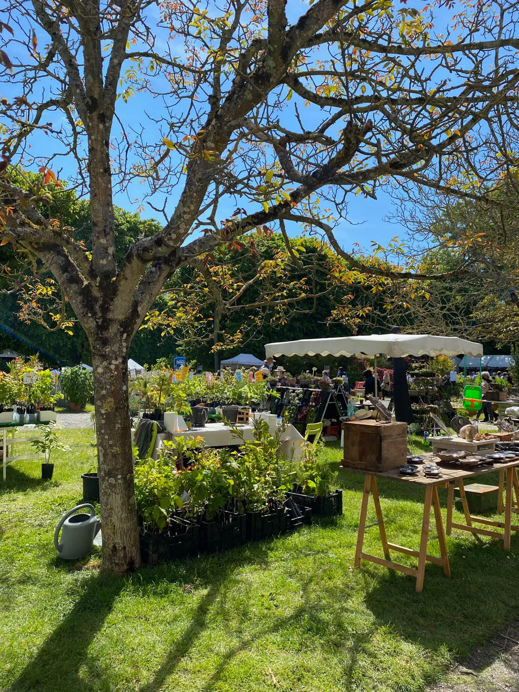 fete des plantes saint jean de beauregard printemps 2021 arbre