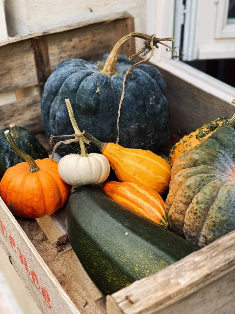 courges citrouilles automne-1