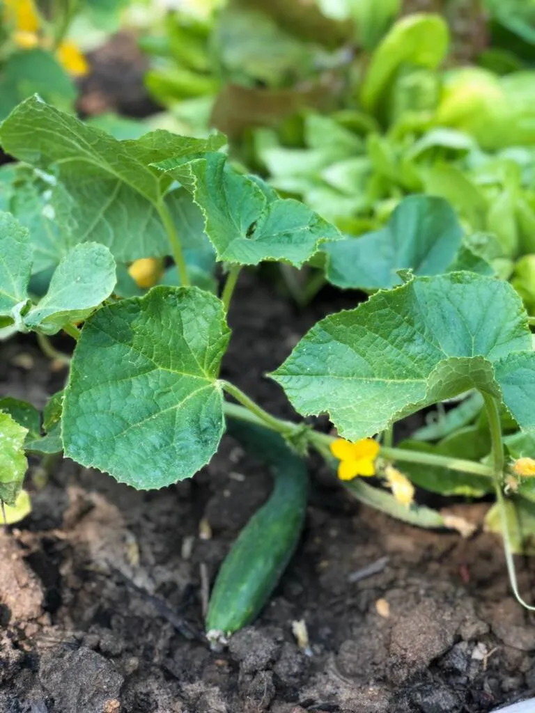 préparer-le-jardin-printemps-02