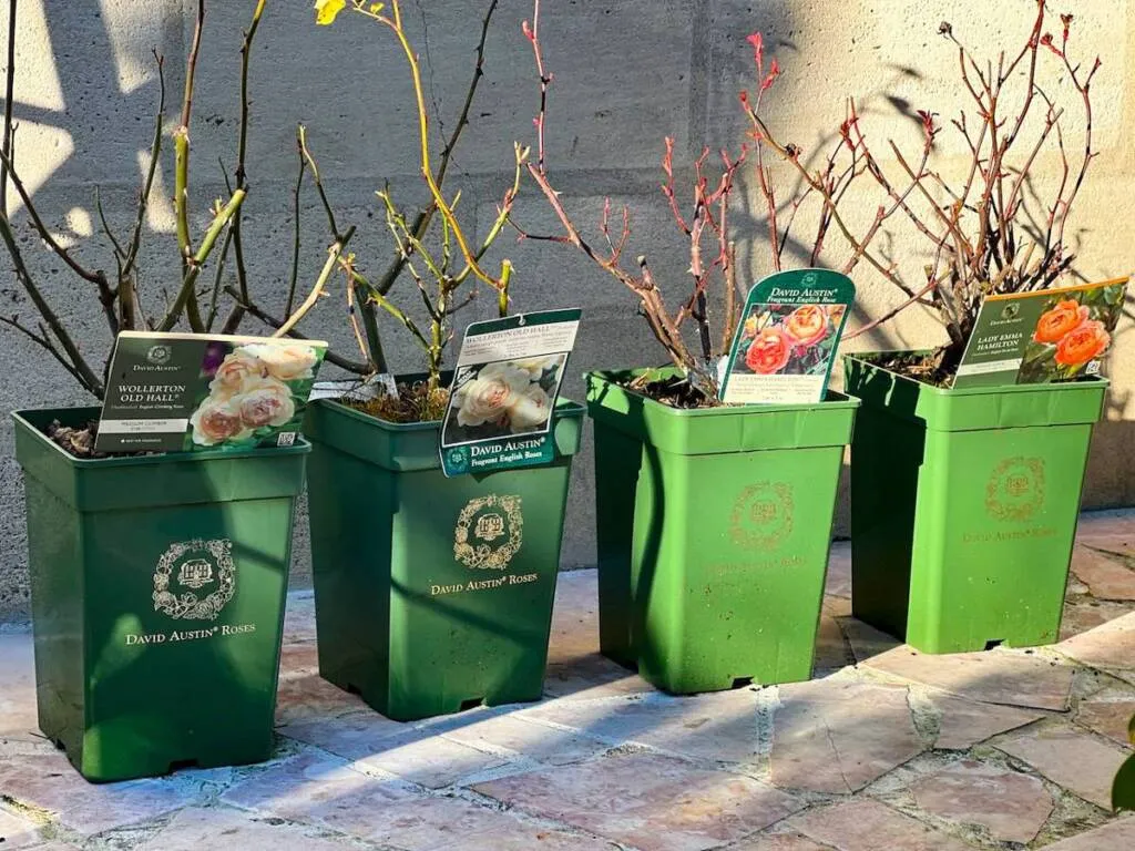 printemps au jardin-roses david Austen