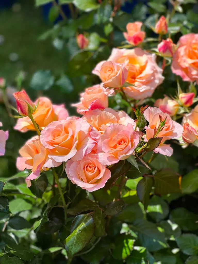 journee des plantes chantilly flower show-30