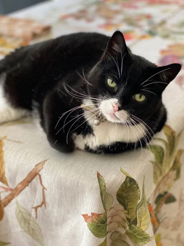 Mimi mon amour de chat