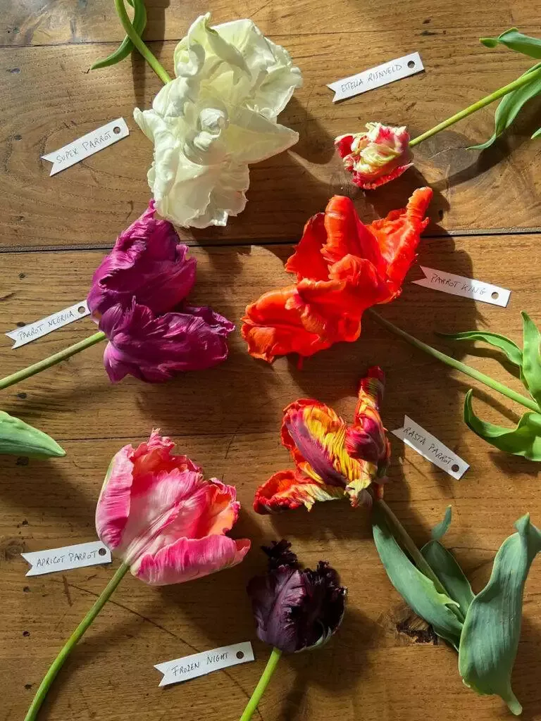 collection de tulipes bouquets variétés