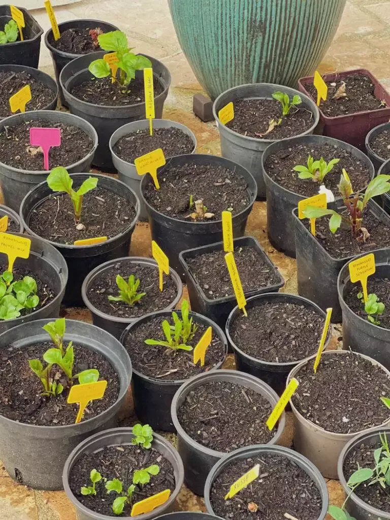 plantation dahlias pots-1