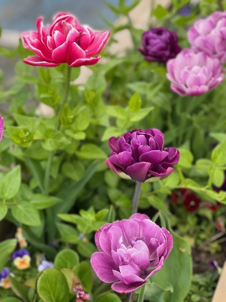 tulipes jardin