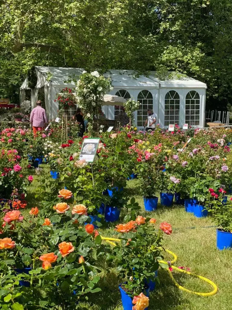 journées de la rose domaine de chaalis-64