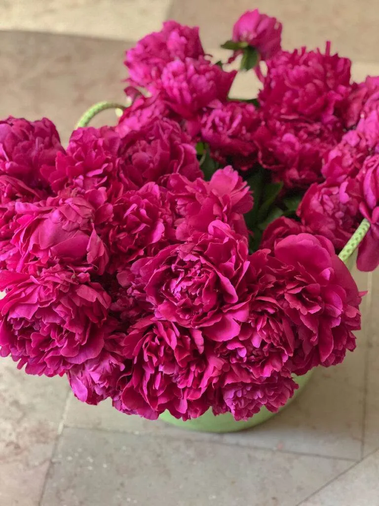 pivoines jardin garden peonies-1