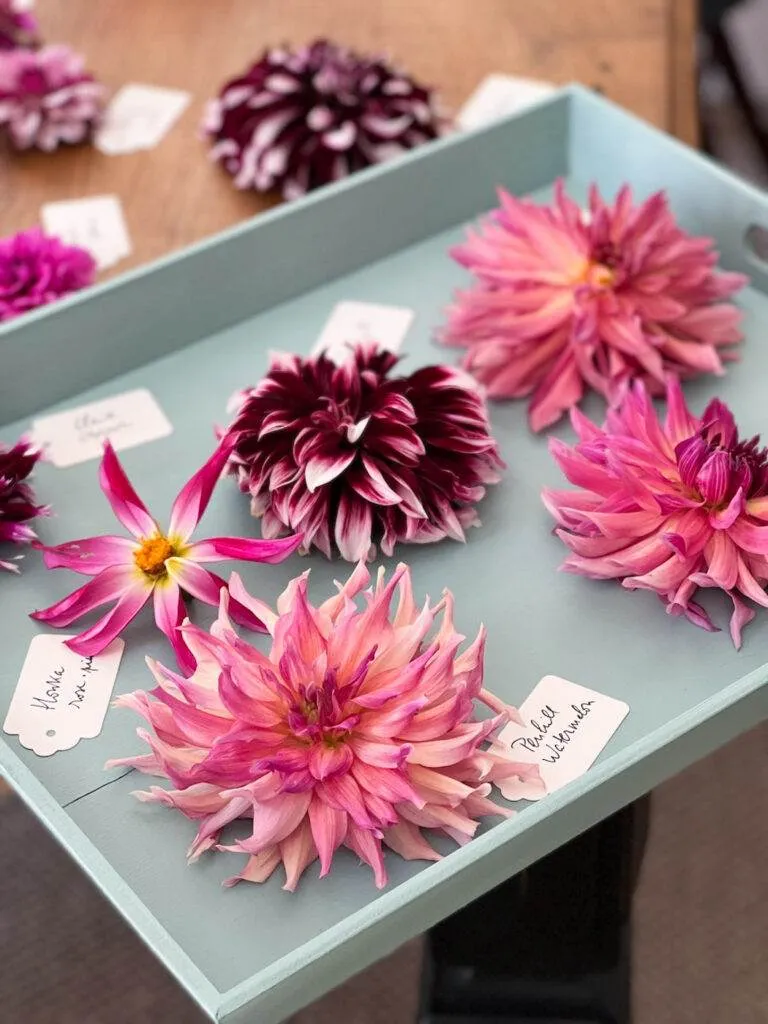 collection de dahlias 2022 une bonne maison-22