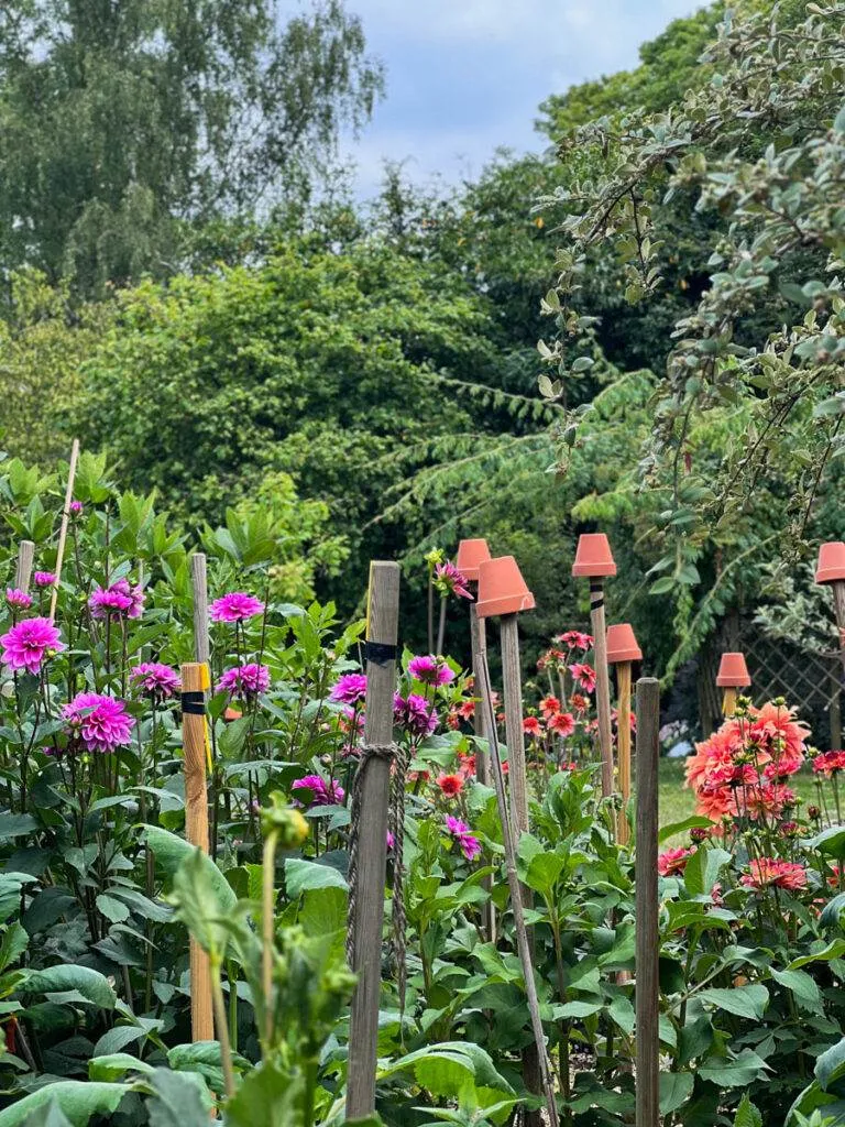 dahlias jardin garden French country living