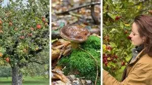 Autumn-triptyque-podcast-profiter-automne