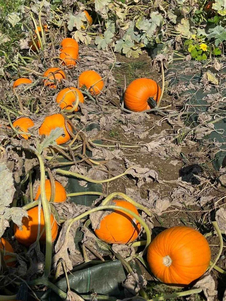 citrouilles-ferme