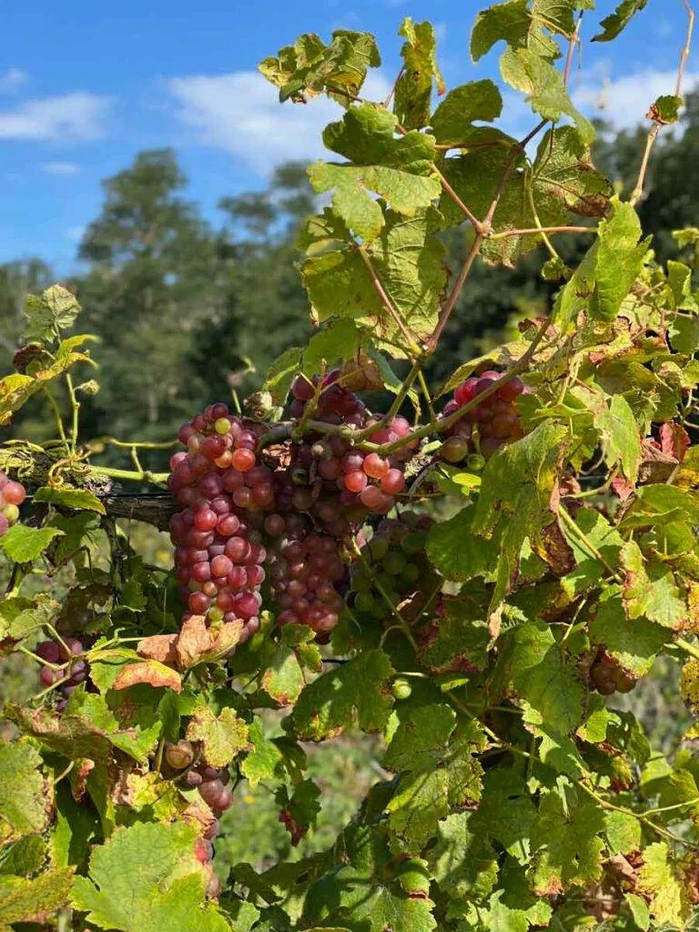 raisin-vendanges