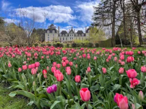 Chateau de Cheverny ruban de tulipes Cheverny castle