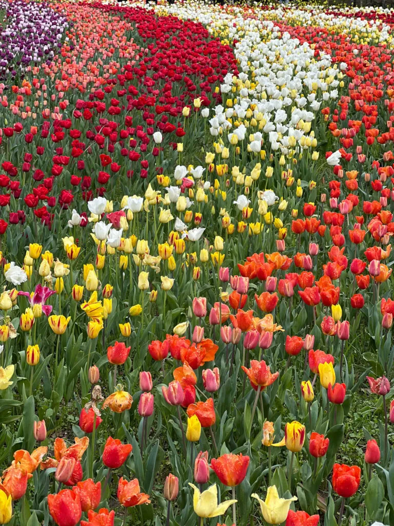 Chateau de Cheverny ruban de tulipes