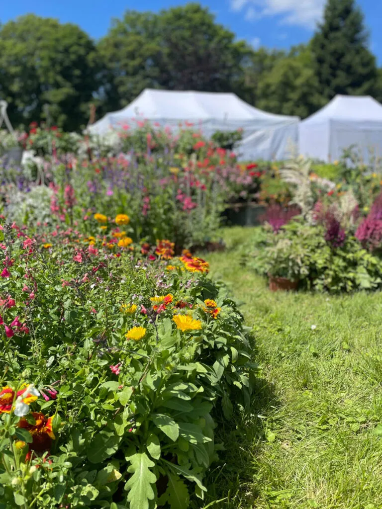 journée de la rose Chaalis French country fair-40