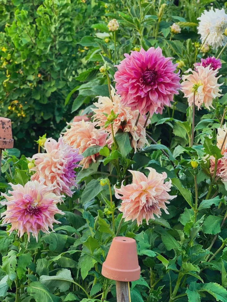 jardin dahlias French garden -1