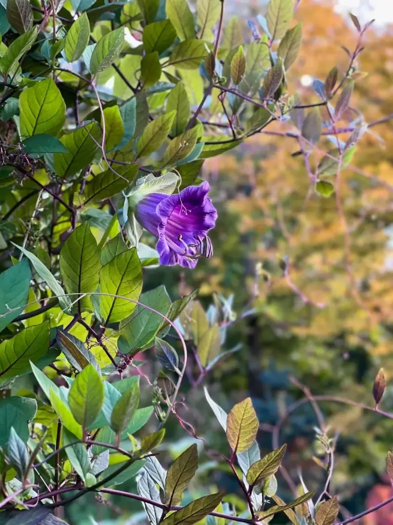 Construire un tipi plante Cobée grimpante-06
