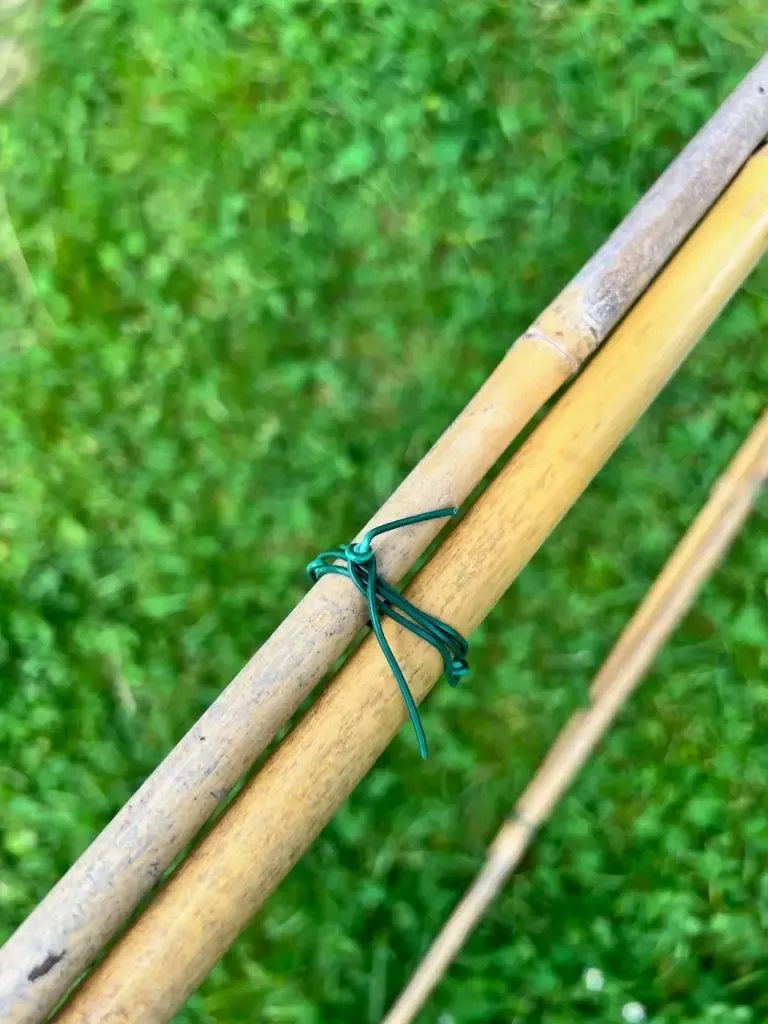 Construire un tipi plante Cobée grimpante-06