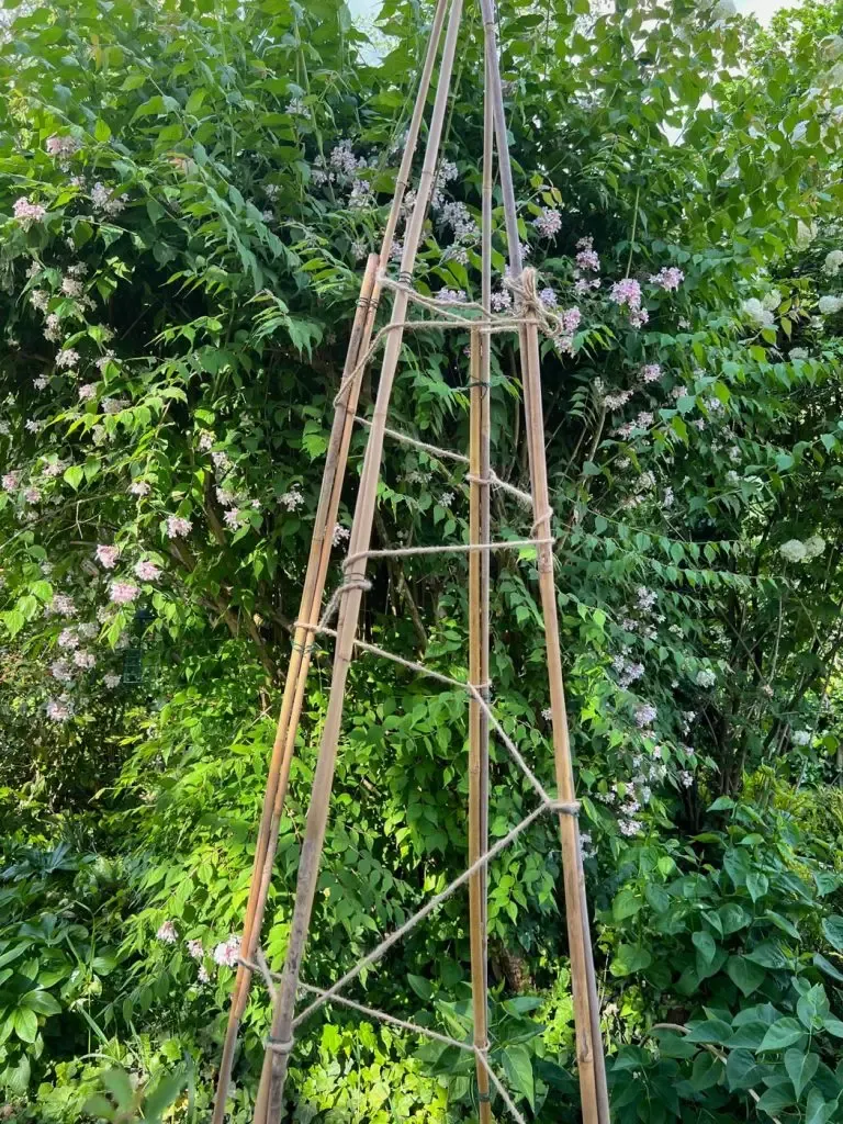 Construire un tipi plante Cobée grimpante-06