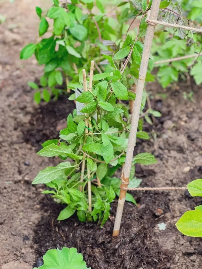 Construire un tipi plante Cobée grimpante-06