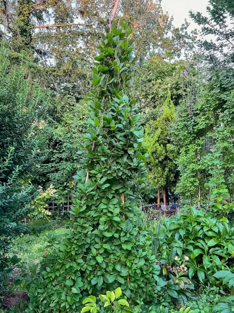 Construire un tipi plante Cobée grimpante-06