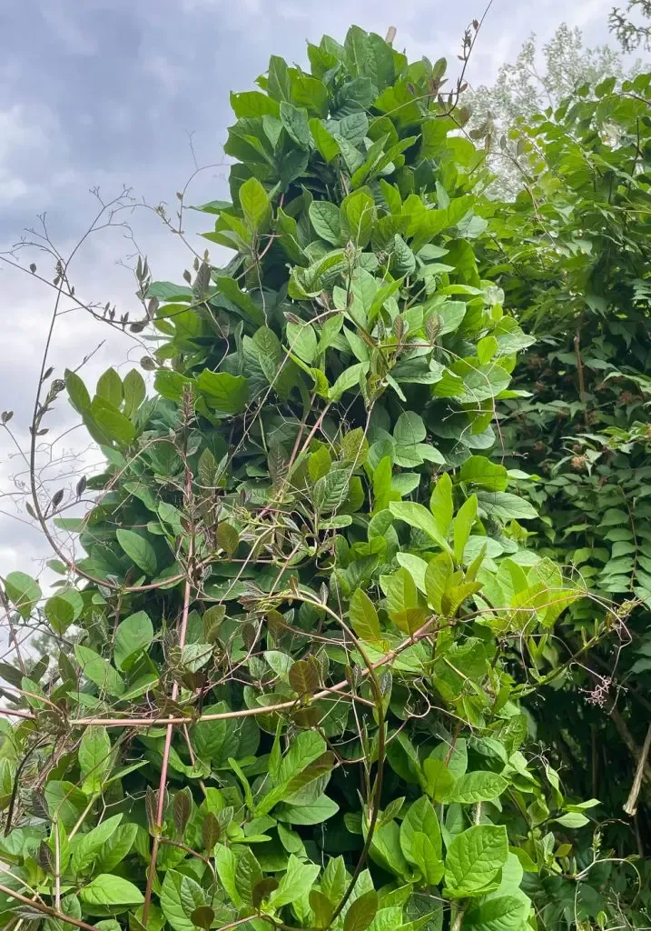Construire un tipi plante Cobée grimpante-06